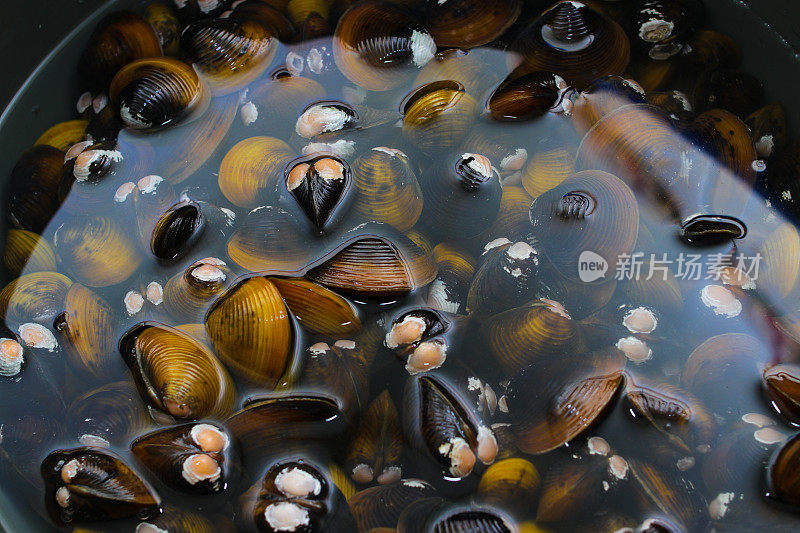 淡水金蛤，Corbicula fluminea，刚从印度尼西亚的一个湖泊收获
